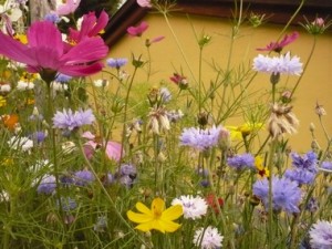 fleurs